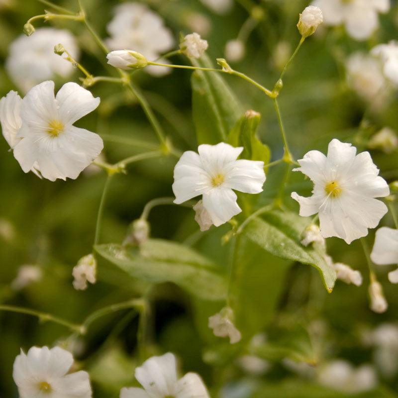 Baby's Breath flower seeds by Grow Organic, 1/4 lb package, showing vibrant seed packet with delicate flower illustrations.