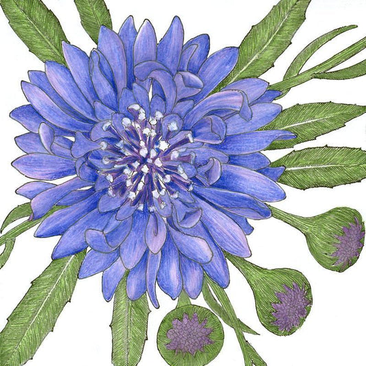 Close-up of Grow Organic Bachelor Button-Polka Dot Mix flower seeds in a clear packet, showcasing colorful flower seed images.