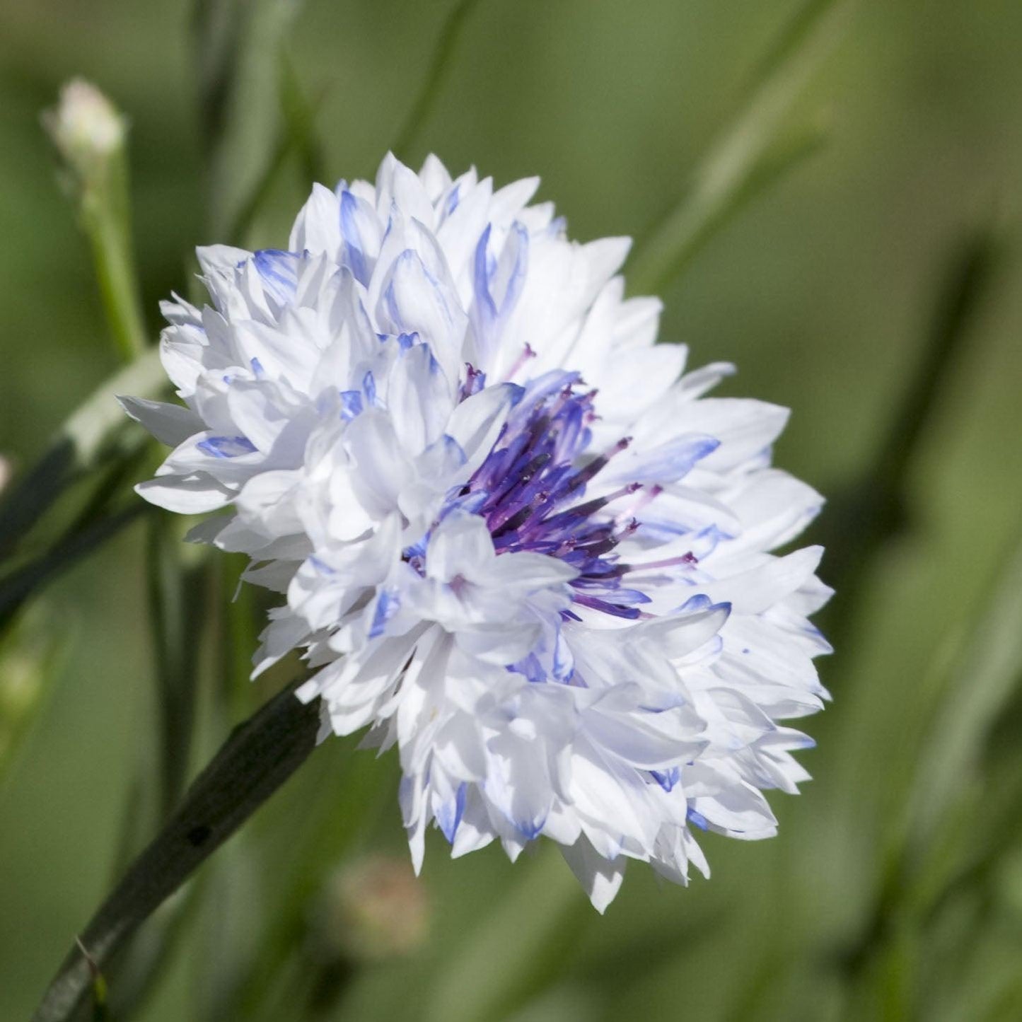 Bachelor Button Polka Dot Mix flower seeds from Grow Organic, showing colorful seed packets with vibrant flower illustrations.