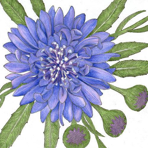 Grow Organic bachelor buttons flower seeds, 1/4 lb package, showing vibrant purple and blue bachelor buttons flowers.