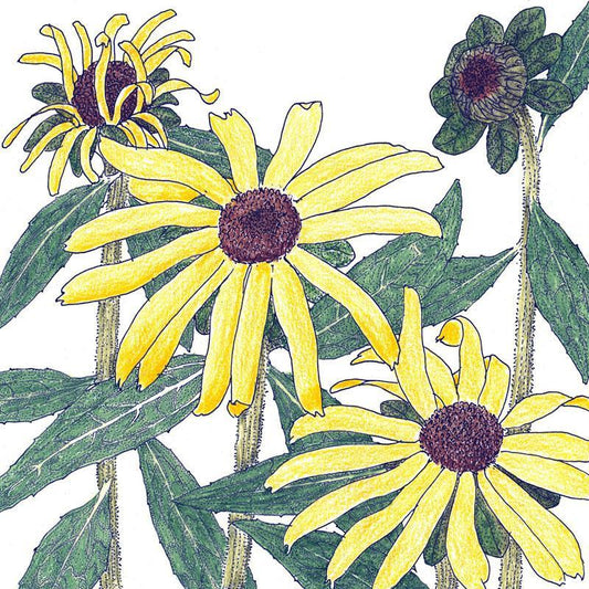 Black-Eyed Susan flower seeds by Grow Organic, 1/4 lb package, fresh seeds ready for planting in garden or landscape.
