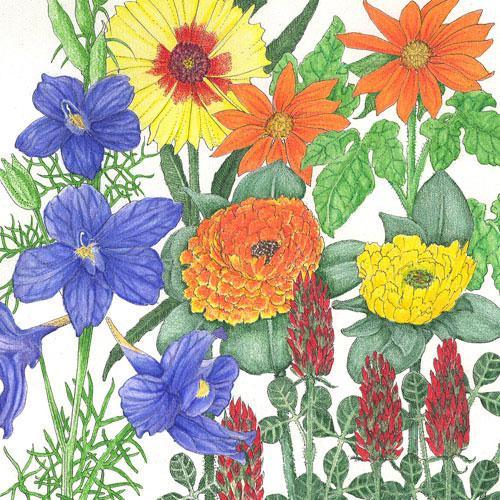 Grow Organic Butterfly Garden Wildflower Mix flower seed packet showing colorful wildflower seeds for attracting butterflies in your garden.