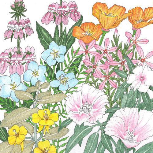 Grow Organic California Coastal Range Wildflower Mix flower seeds in a 1/4 lb package, showcasing colorful native wildflower blooms.