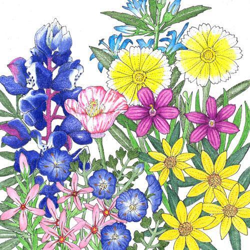 California Low-Growing Native Wildflower Mix flower seeds from Grow Organic, showing a packet with colorful native wildflower illustrations.