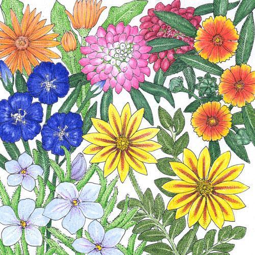 California Low-Growing Wildflower Mix flower seeds by Grow Organic, showing a variety of native wildflower seed packets.