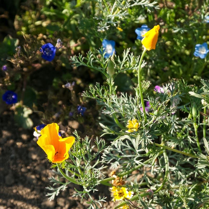 California Low-Growing Wildflower Mix flower seeds by Grow Organic, showing vibrant wildflower seeds in a natural setting.
