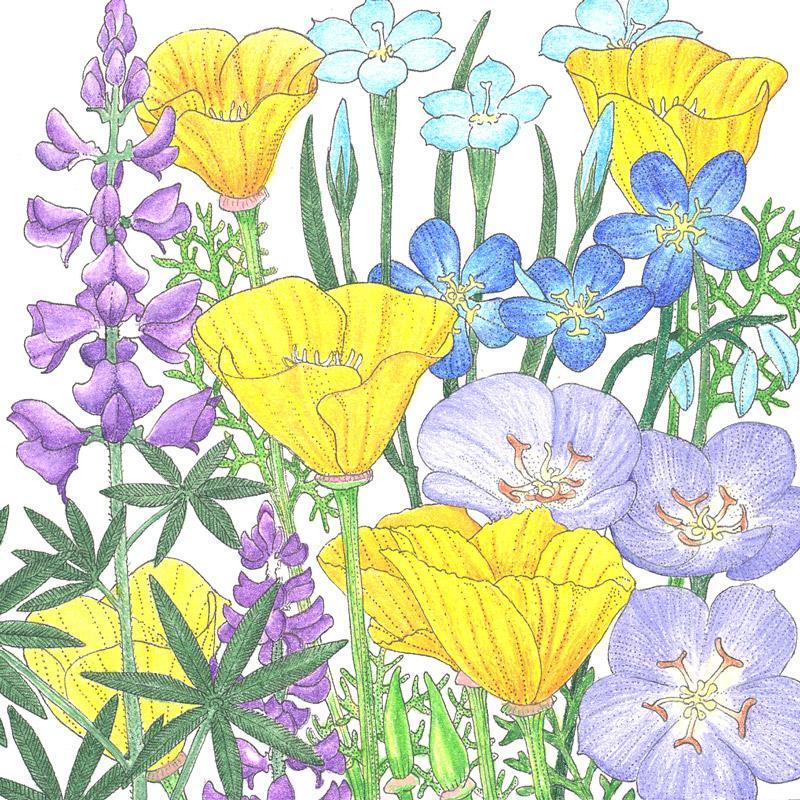 California Native Blue & Gold Wildflower Mix flower seeds by Grow Organic, showing vibrant blue and gold wildflower seed packet.