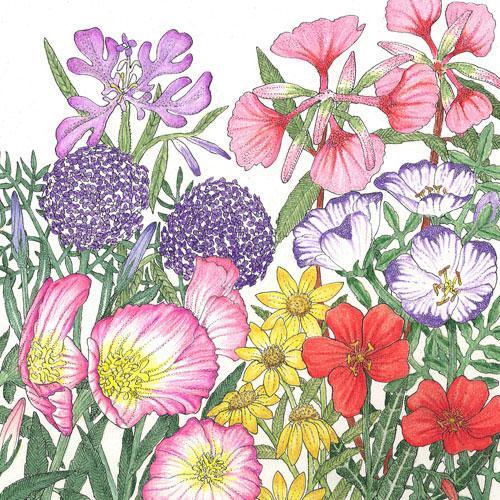 California Native Wildflower Mix flower seed packet by Grow Organic, featuring colorful native wildflower seeds for garden planting
