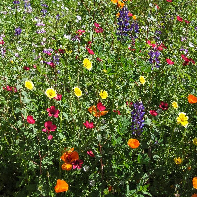 California Native Wildflower Mix flower seed packet by Grow Organic, featuring vibrant native wildflower seeds for garden planting