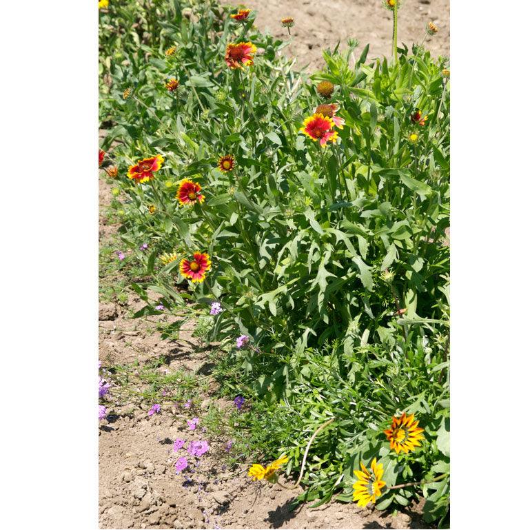 California Perennial Wildflower Mix flower seed packet from Grow Organic, showcasing colorful wildflower seeds for garden planting.