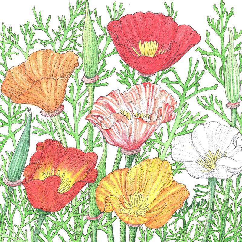 California Poppy Mission Bells flower seeds by Grow Organic, showing a packet of vibrant orange poppy seeds for planting.