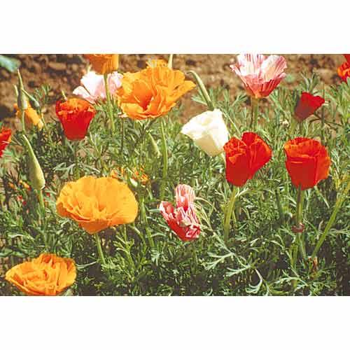 California Poppy Mission Bells flower seeds by Grow Organic, showing vibrant orange poppy seeds in a clear seed packet.