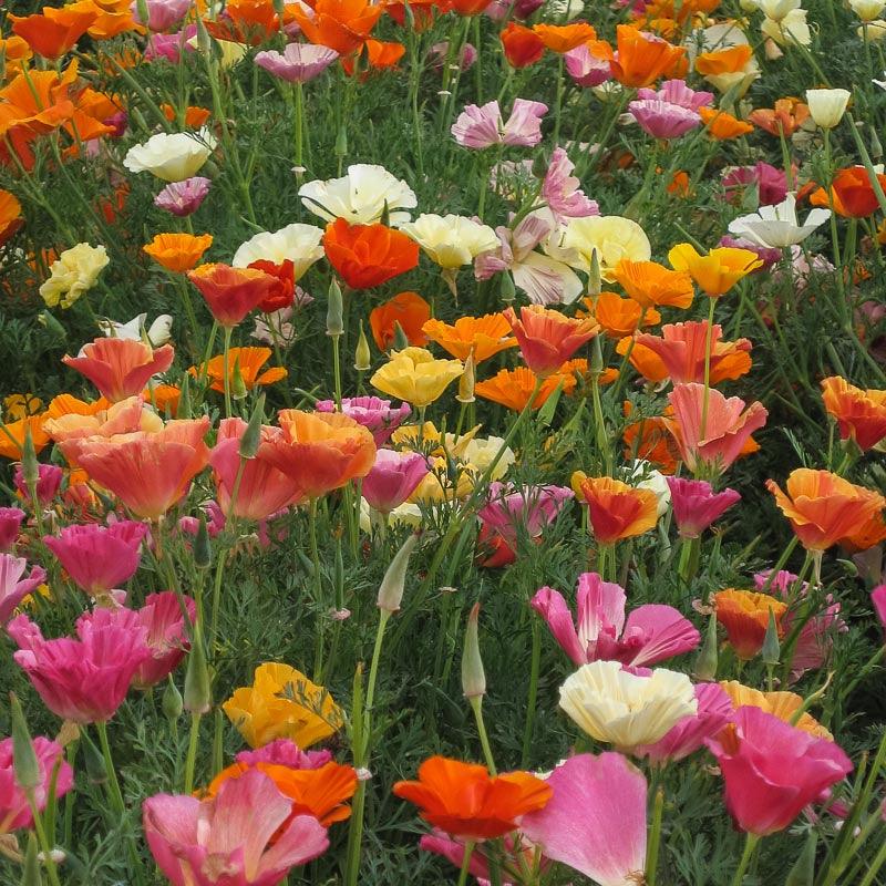 California Poppy Mission Bells flower seeds from Grow Organic, showing vibrant orange poppy seed packets for planting.
