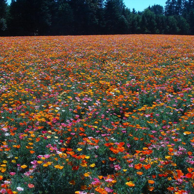 California Poppy Mission Bells flower seeds from Grow Organic, shown in a clear package with vibrant orange poppy flowers.