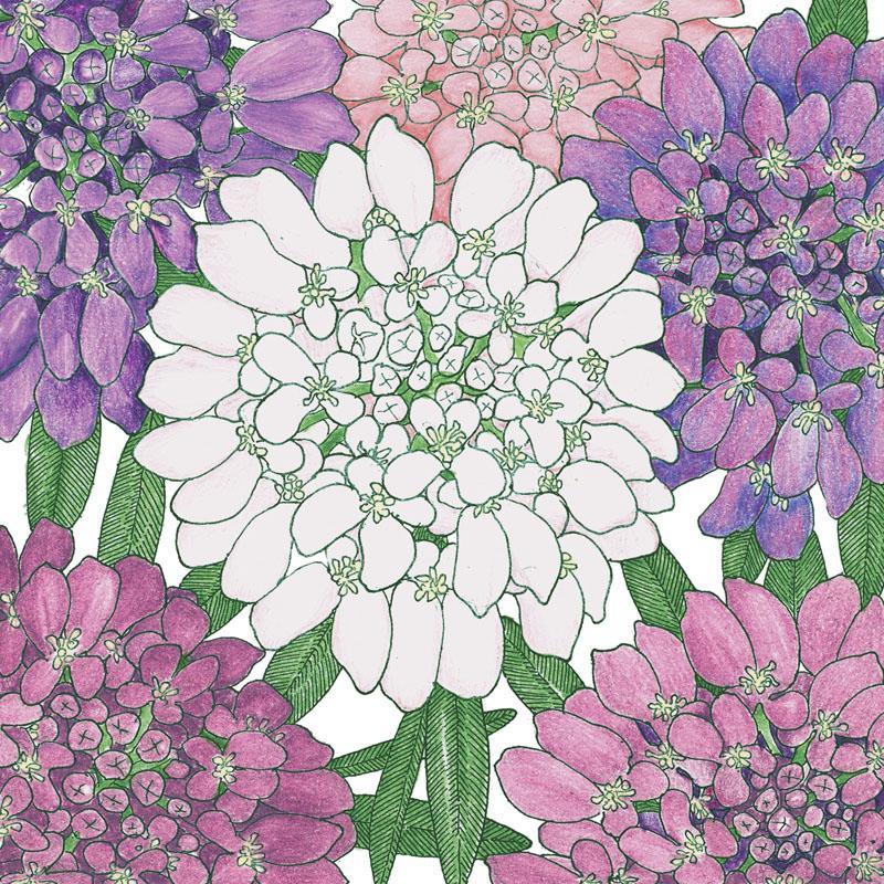 Dwarf Candytuft flower seed packet by Grow Organic, showing colorful seed packaging for planting flowering plants.
