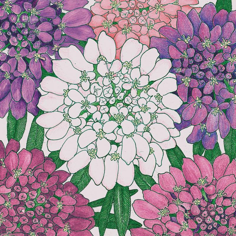 Dwarf Candytuft flower seed packet from Grow Organic, showing colorful seed illustration and seed details on the packaging.