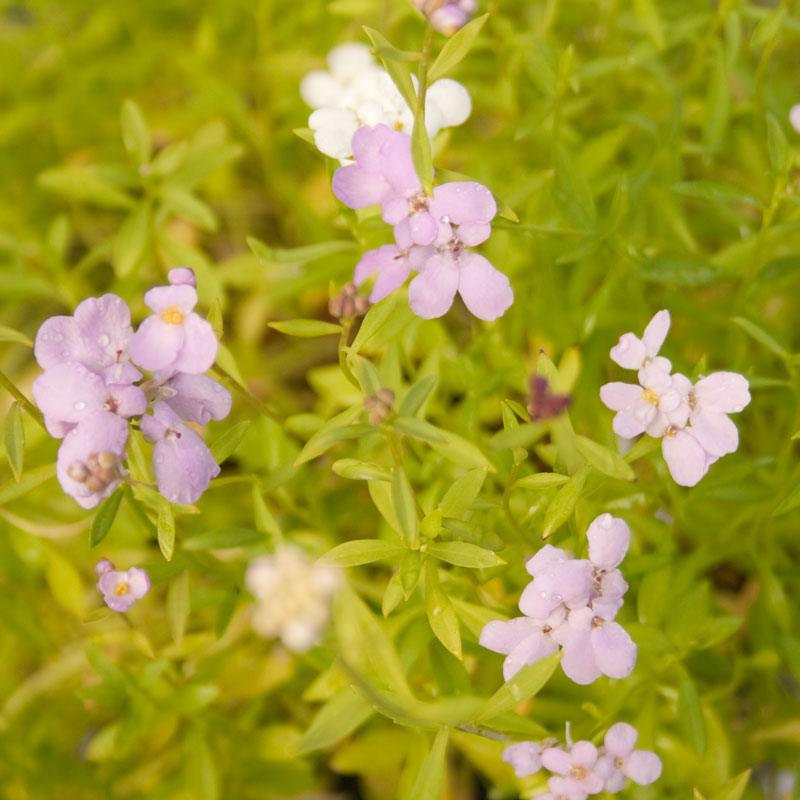 Dwarf Candytuft flower seeds by Grow Organic, small packets of flower seeds for planting in gardens or landscapes