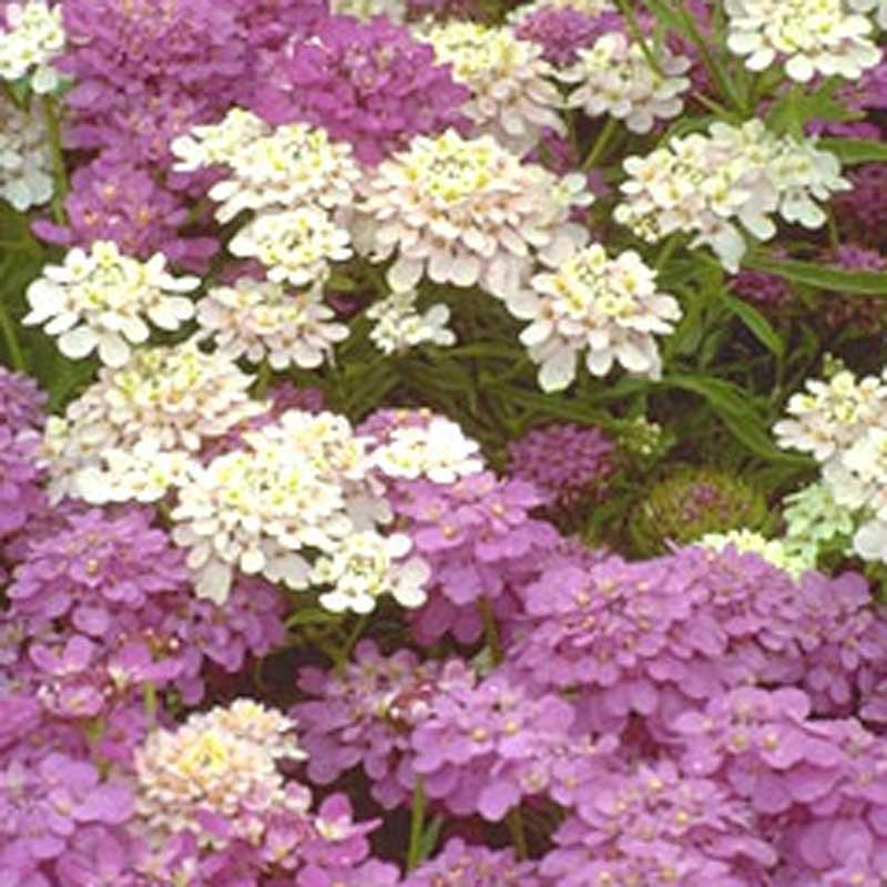 Dwarf Candytuft flower seeds by Grow Organic, showing small seed packet for planting colorful flowering plants.