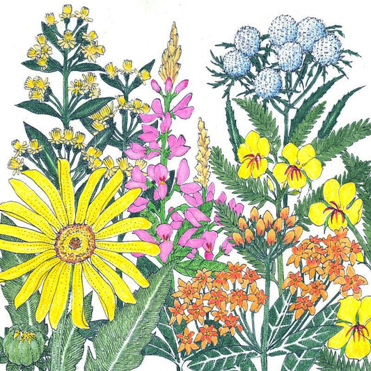 Wildflower mix by Grow Organic with native clay soil-loving flower seeds in a 1/4 lb package, ideal for native plant gardens