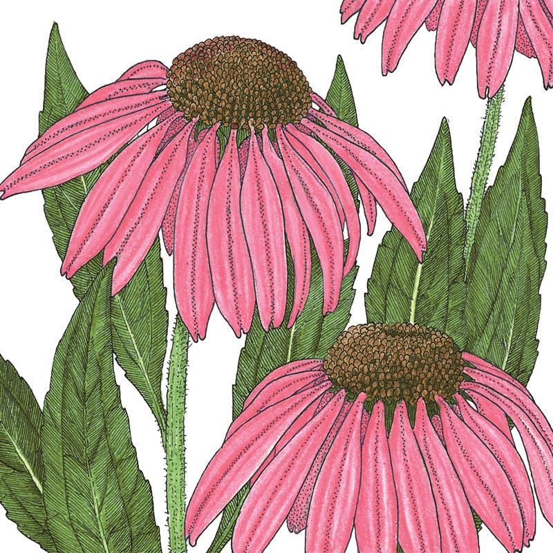 Purple coneflower flower seed packet from Grow Organic, showcasing vibrant purple coneflowers for garden planting.