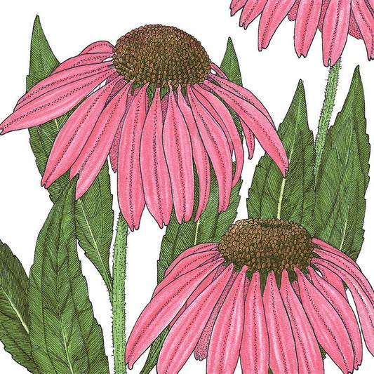Purple coneflower flower seed packet from Grow Organic, showcasing vibrant purple coneflowers for garden planting.