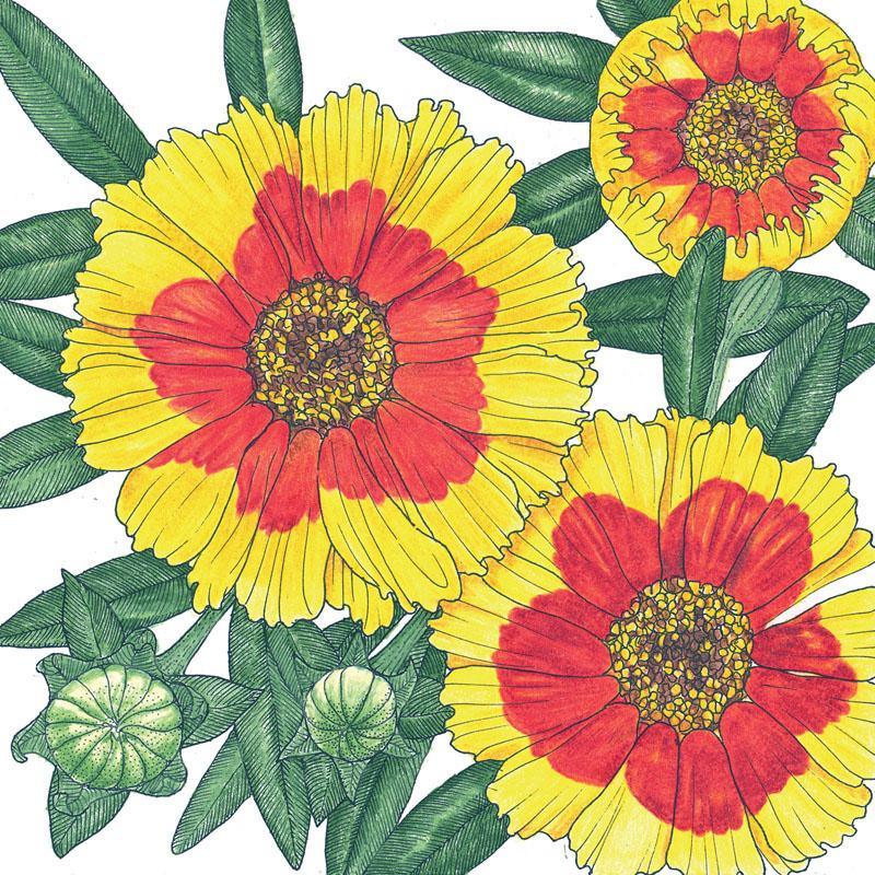 Coreopsis Plains flower seeds by Grow Organic, showing vibrant yellow blooms and green foliage in a close-up image.