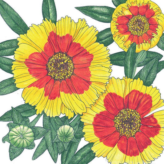 Coreopsis Plains flower seeds by Grow Organic, showing vibrant yellow blooms and green foliage in a close-up image.