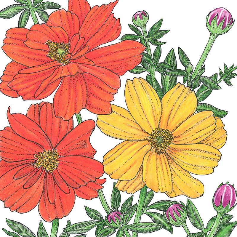 Bright Lights Mix Cosmos flower seeds from Grow Organic, showing colorful flower seed packets for vibrant garden blooms