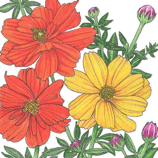 Bright Lights Mix Cosmos flower seeds from Grow Organic, showing colorful flower seed packets for vibrant garden blooms