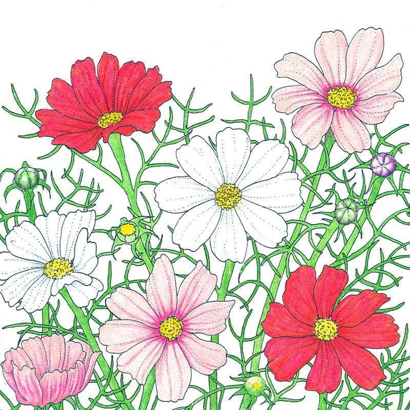 Cosmos Sensation Mix flower seeds from Grow Organic, showing vibrant mixed cosmos flowers in full bloom.