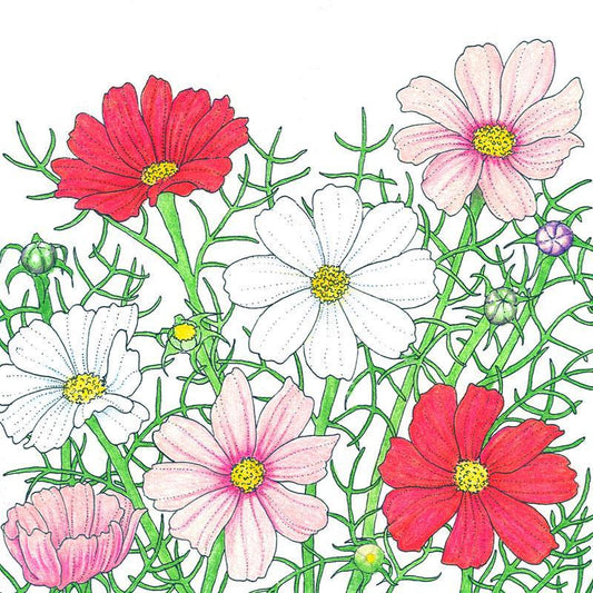 Cosmos Sensation Mix flower seeds from Grow Organic, showing vibrant mixed cosmos flowers in full bloom.