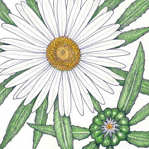 Shasta Daisy flower seeds by Grow Organic, 1/4 lb bag, fresh flower seed packet for garden planting