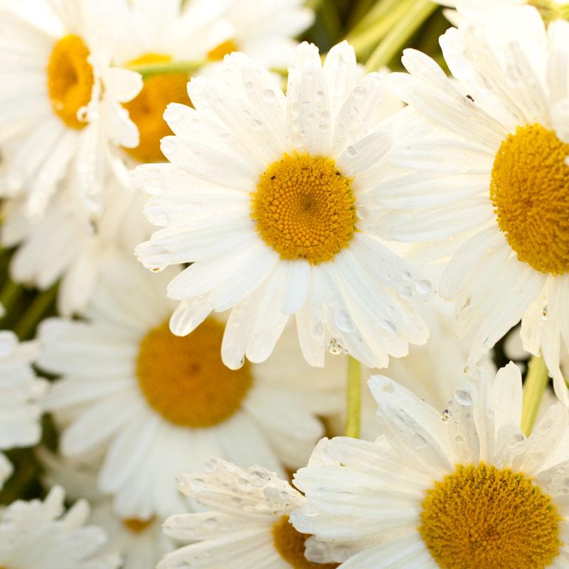Shasta Daisy flower seeds by Grow Organic, 1/4 lb, showing vibrant white daisies with yellow centers in a garden setting.