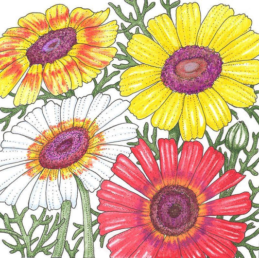 Close-up of Daisy Tricolor Mix flower seeds from Grow Organic, showcasing vibrant seed packets for planting colorful daisies.