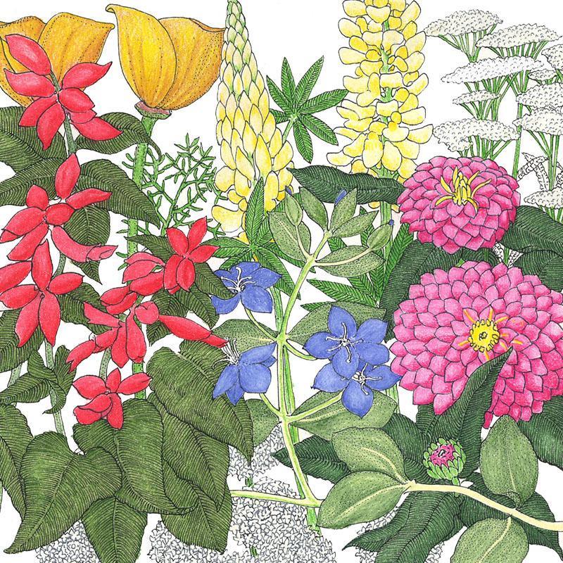 Deer-proof garden wildflower mix flower seeds from Grow Organic, with colorful wildflower blooms in a garden setting