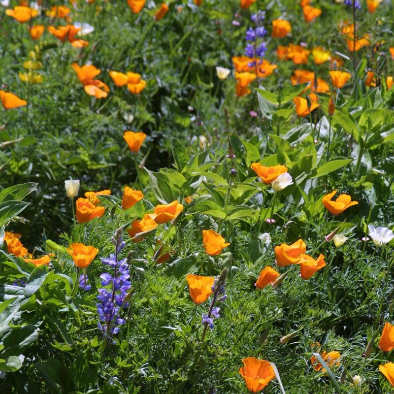 Deer-proof garden wildflower seed mix by Grow Organic, showing colorful wildflower seeds on a neutral background.