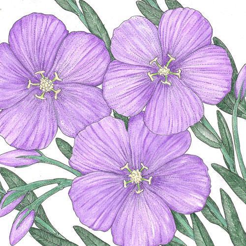 Blue flax flower seed packet from Grow Organic, showing vibrant blue flax flower seeds on a natural background.