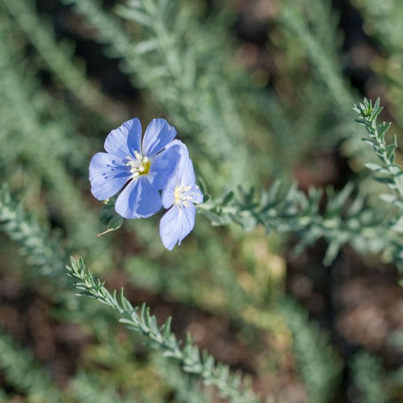 Blue flax flower seeds from Grow Organic, 1/4 lb package, showing vibrant blue flax seed flowers for planting and gardening.