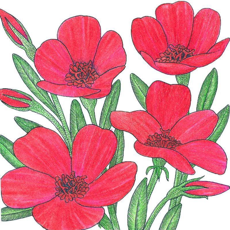 Scarlet flax flower seeds by Grow Organic, 1/4 lb packet, showing vibrant red flax seed flowers and green foliage.