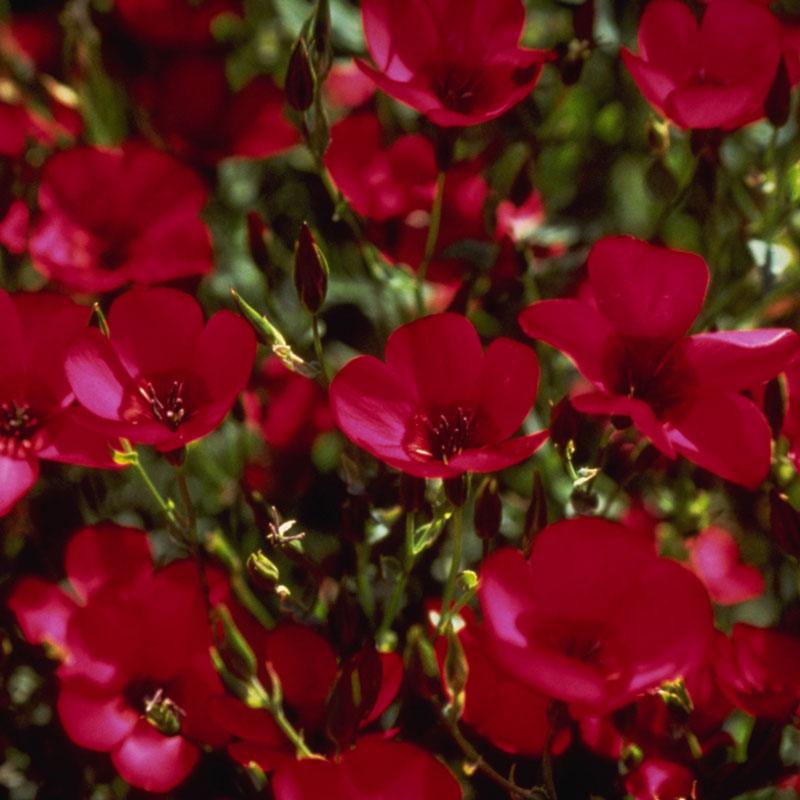 Scarlet flax flower seeds by Grow Organic, 1/4 lb package, showing vibrant red flax flower seeds on a natural background.