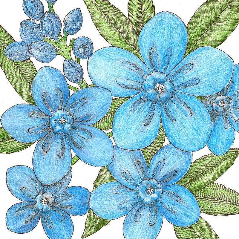 Chinese Forget-Me-Not flower seeds by Grow Organic, 1/4 lb packet, showcasing vibrant blue blooms and green foliage.