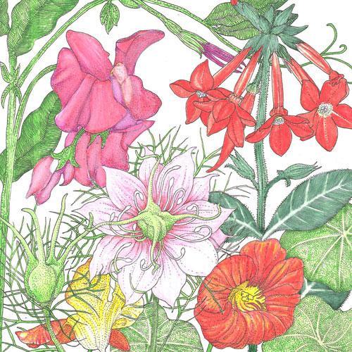 Grow Organic fragrant garden wildflower mix flower seeds in a 1/4 lb package, ideal for colorful, natural garden blooms.