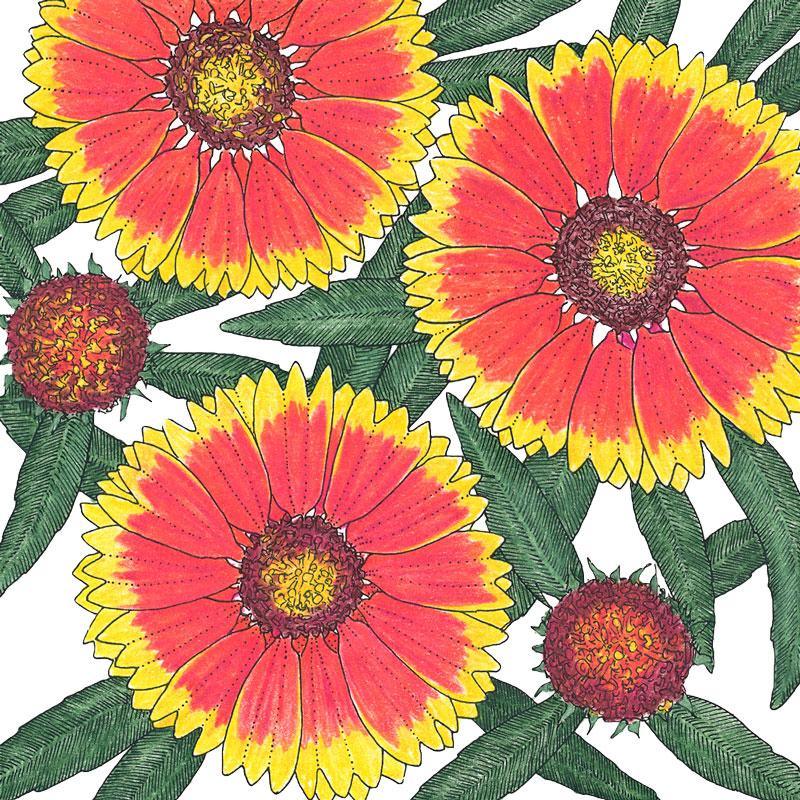 Gaillardia blanketflower seed packet from Grow Organic, 1/4 lb of flower seeds for vibrant garden blooms