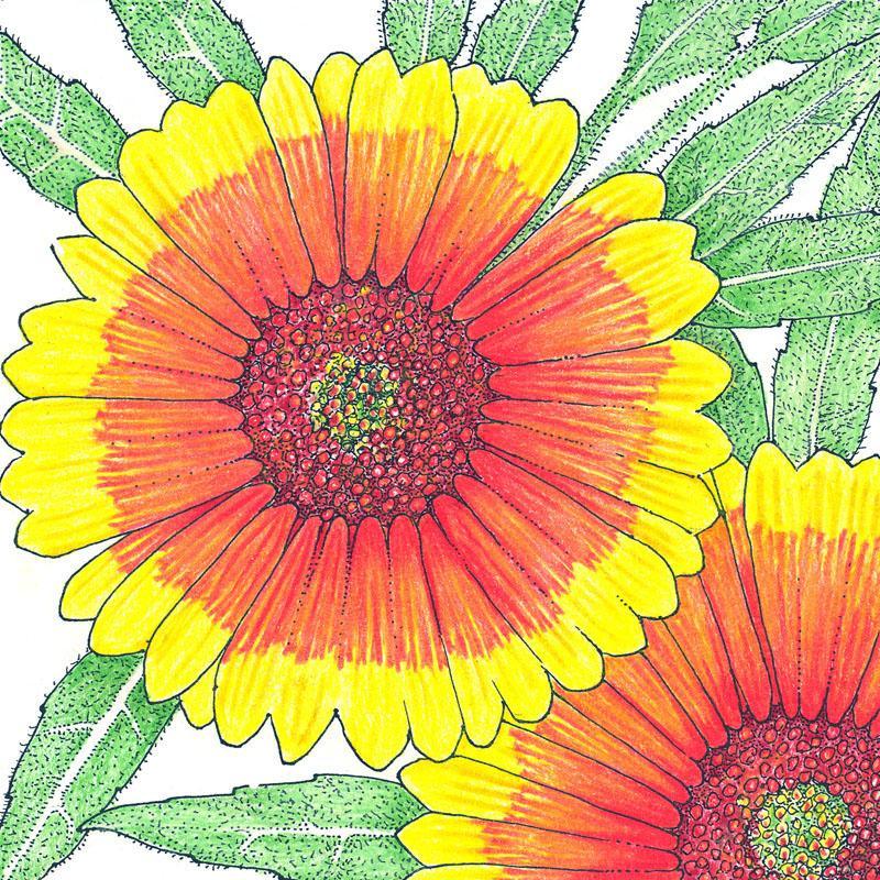 Grow Organic Gaillardia Indian Blanket flower seeds, 1/4 lb, showing vibrant orange and red blooms with green foliage.