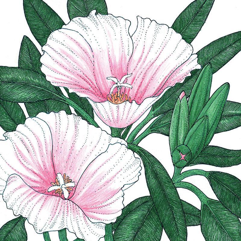 Grow Organic Godetia semi-tall single mix flower seeds, showcasing colorful blooms in a natural garden setting.