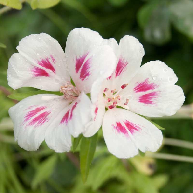 Semi-tall Godetia flower seeds from Grow Organic, showing colorful mixed flower seed packets for garden planting.