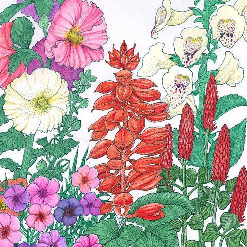Hummingbird Garden Wildflower Mix flower seeds by Grow Organic, showing a variety of colorful wildflower seeds in a 1/4 lb package.
