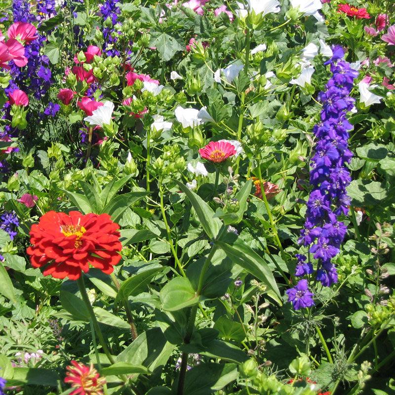 Hummingbird Garden Wildflower Mix flower seeds by Grow Organic, showing a variety of colorful wildflower seed packets.