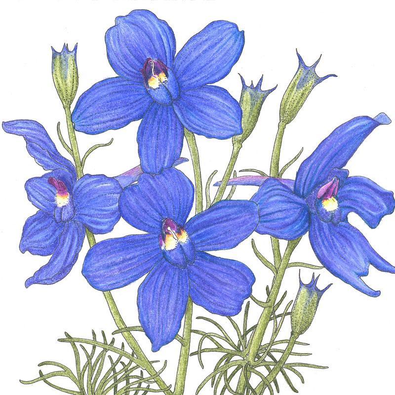 Grow Organic Larkspur Mix flower seeds, 1/4 lb, showcasing colorful flower seed packets and vibrant flower blooms.