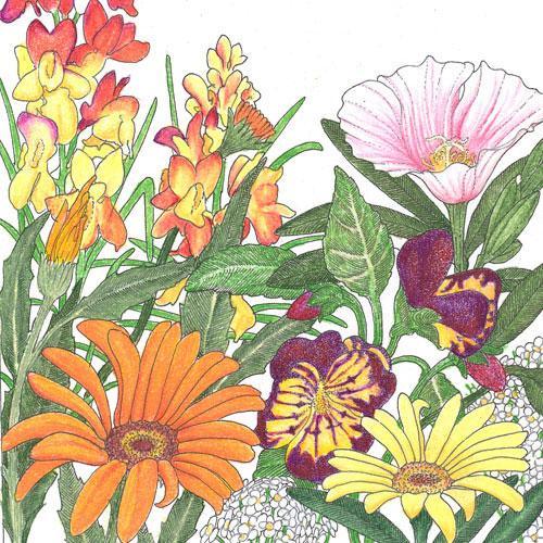 Low-growing wildflower mix flower seeds by Grow Organic, showing a colorful assortment of wildflower seeds for garden planting.